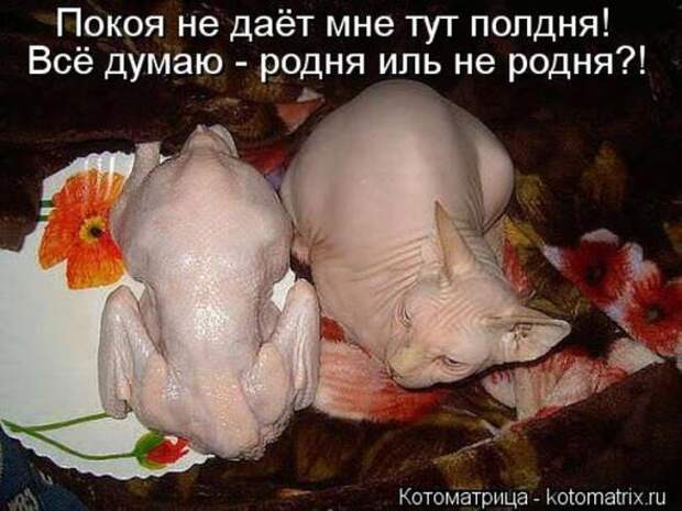Котоматрицы (картинки с надписями)