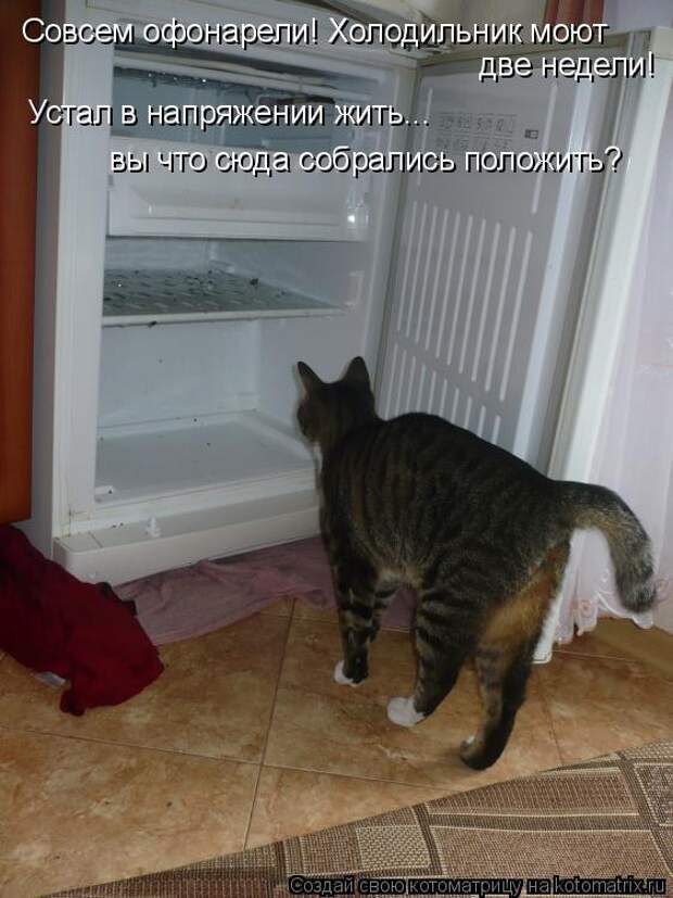 Котоматрица: Совсем офонарели! Холодильник моют  две недели! Устал в напряжении жить... вы что сюда собрались положить?