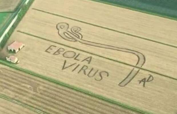 Рисунок на поле «Вирус Эбола».