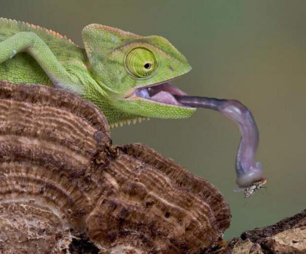 Veiled Chameleon Care Video