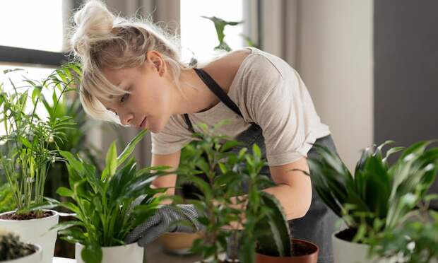 Чем подкормить орхидею и спатифиллум для роста листьев и крупных цветов