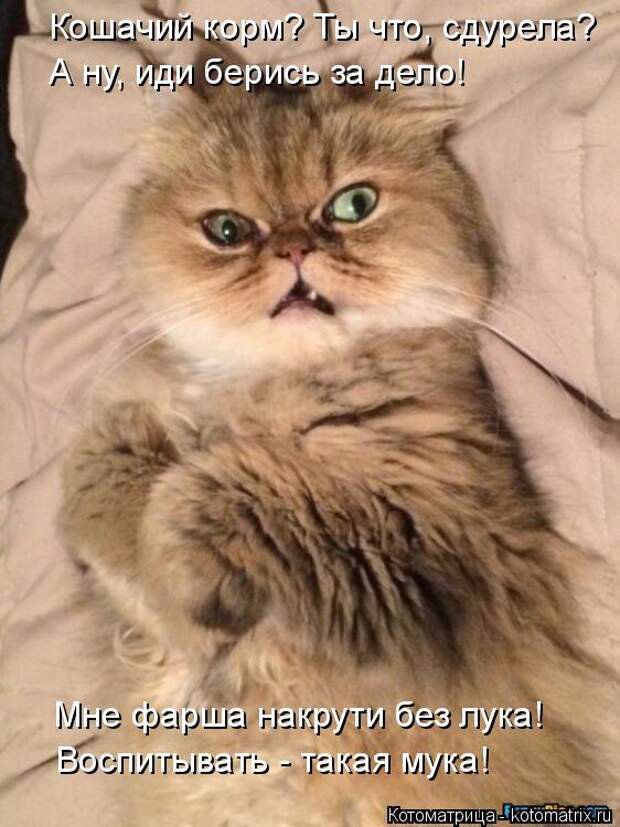 Котоматрица: Кошачий корм? Ты что, сдурела? А ну, иди берись за дело! Мне фарша накрути без лука! Воспитывать - такая мука!