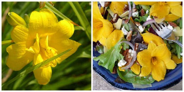 Вот такие цветки, как у лилейника гибридного Yellow Bouquet, также используют в блюдах, фото автора. Салат с лилейником. Фото с сайта listofbest.ru