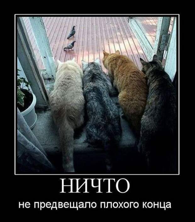 Смешные демотиваторы