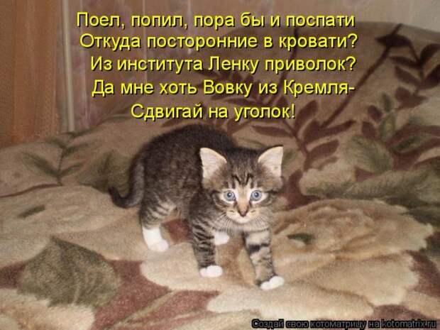 Лучшие котоматрицы недели (50 фото)