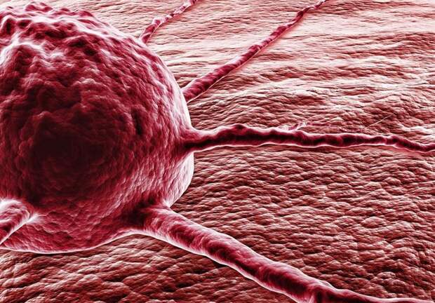 С помощью бактерий раковые клетки обходят иммунитет человека