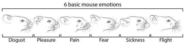 Ученые выяснили эмоции животных
