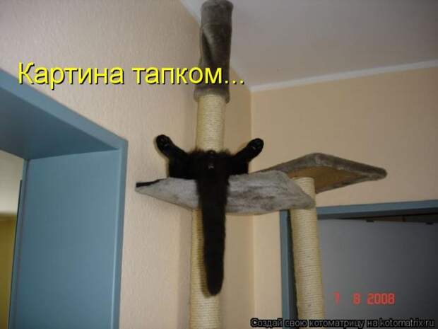 Лучшие котоматрицы недели (50 фото)
