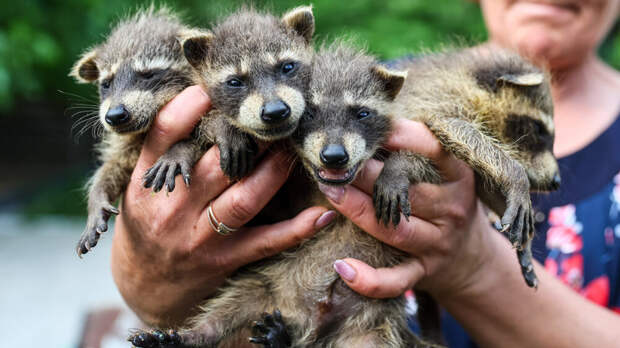 Законопроект о разведении животных могут рассмотреть в 2026 году