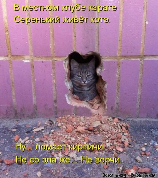 Котоматрицы(картинки с надписями)