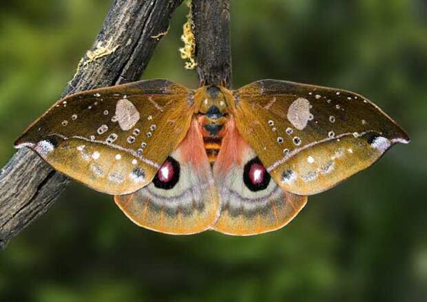 Самые красивые бабочки нашей планеты