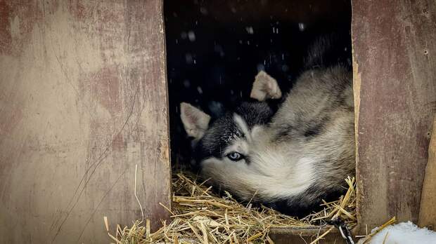 Мужчины сломали череп хаски в подмосковных Люберцах
