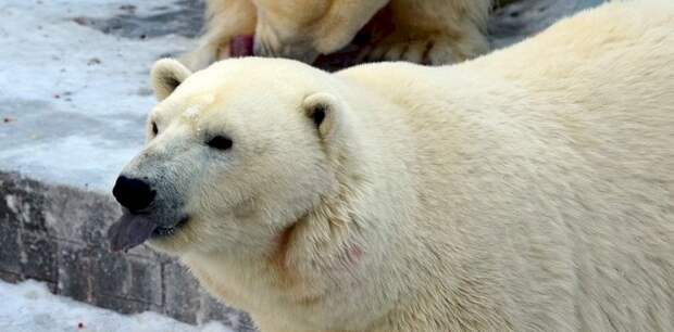 В Новосибирском зоопарке отметили 15-летие белой медведицы Герды
