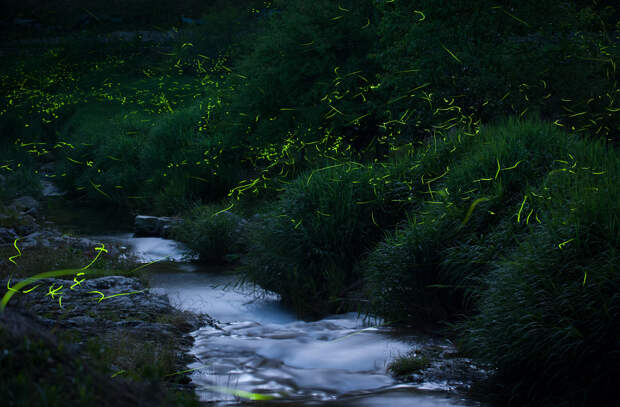 Светляки. (Giyu (Velvia))