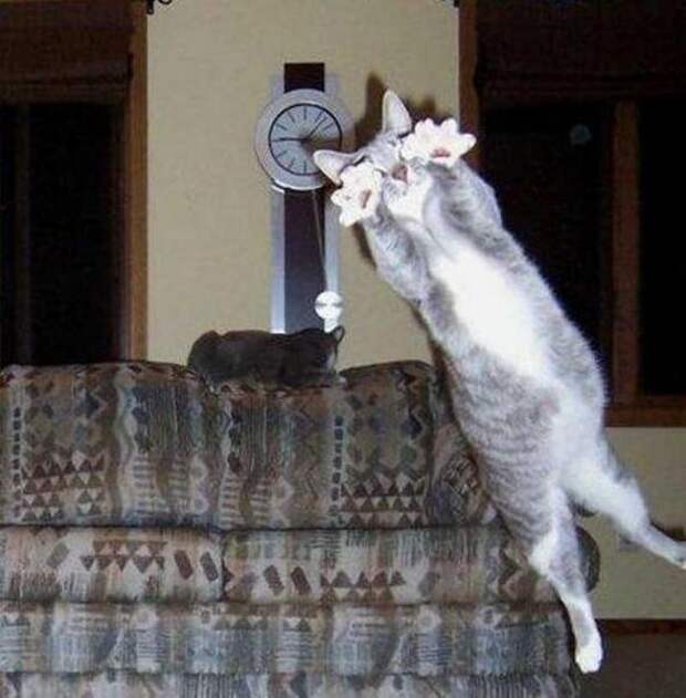 Котики