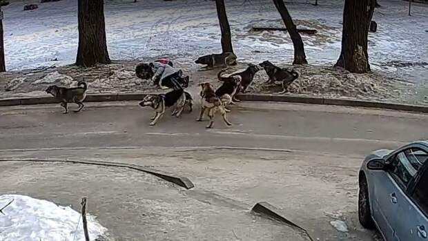 Камеры засняли нападение своры собак на воронежскую школьницу