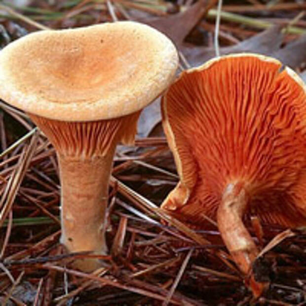 Ядовитые грибы, как определить ядовитый гриб, как отличить ядовитый гриб, отличия ядовитых и съедобных грибов, как определить съедобный гриб, ядовитые грибы в лесу, ядовитые грибы России, как отличить съедобный гриб, определитель грибов картинки, определитель грибов фото, бледная поганка фото, ложные опята фото, ложная лисичка фото, как отличить несъедобные грибы