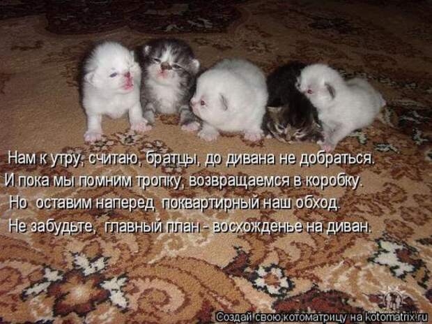 Котоматрицы(картинки с надписями)