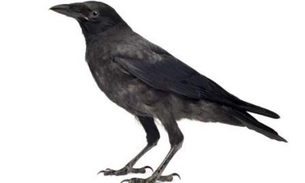Ворон и ворона: в чем разница во внешнем виде и поведении птиц