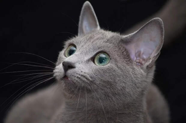 В Вене осудили мужчину за отправку кошки по почте