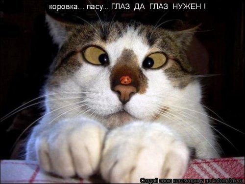 Свежая котоматрица (32 фото)