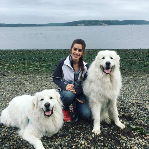 Great Pyrenees | It's Dog or Nothing
