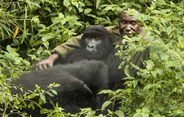 Две дикие гориллы влюбились в своего смотрителя ynews, гориллы, дикие животные, привязанность, фотограф
