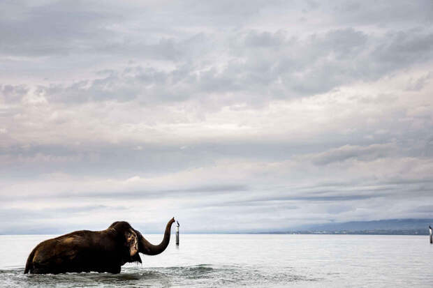 Слон из национального цирка Knie принимает ванну в Женевском озере, недалеко от Лозанны, Швейцария, 10 октября 2014 г. (Фото: Valentin Flauraud/AP Photo/Keystone)