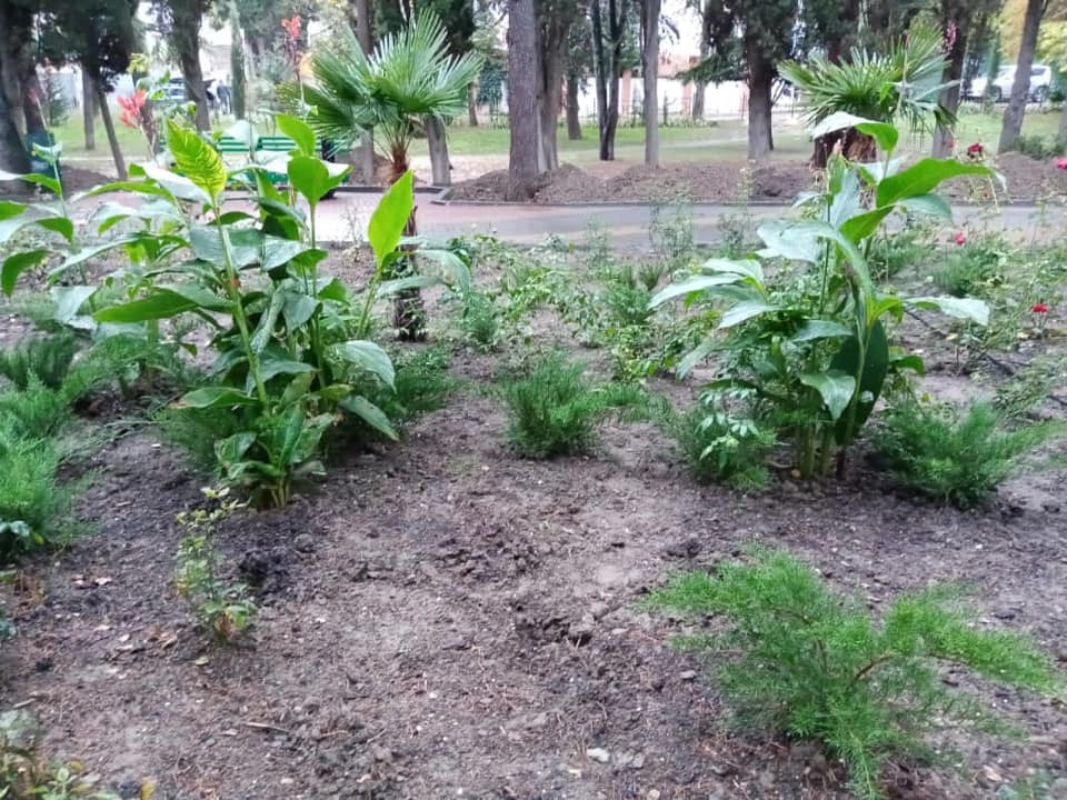 В Алуште неизвестные крадут с центра города зеленые насаждения с клумб