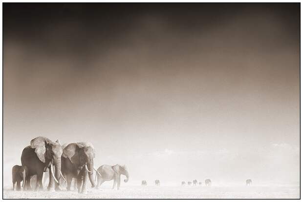 фотографии африки. Nick Brandt