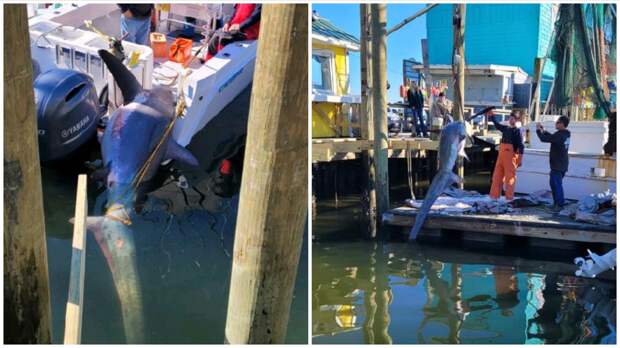 record 589 pound Thresher Shark