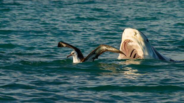 tiger shark going after a sea gull