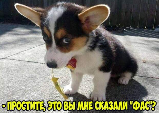 Фас