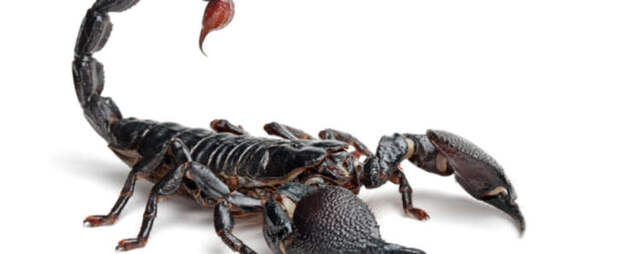 Emperor Scorpion 