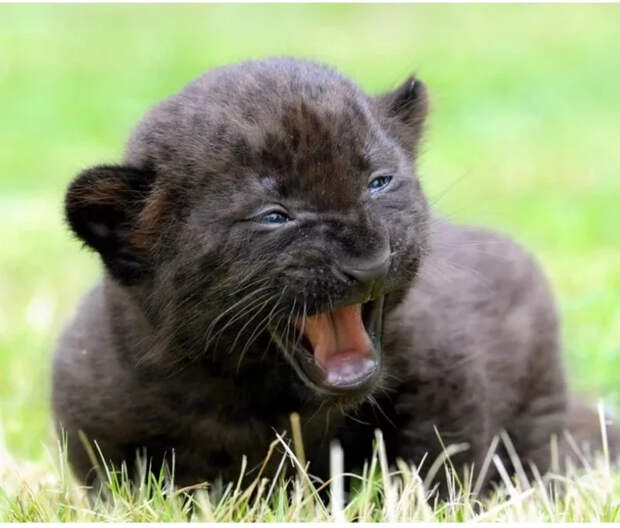 Маленькие большие кошки Большие кошки, Милота, Детеныш, Хищник, Животные, Дикие животные, Лев, Леопард, Гепард, Тигр, Пантера, Пума, Снежный барс, Ягуар, Манул, Каракал, Рысь, Фотография, Длиннопост