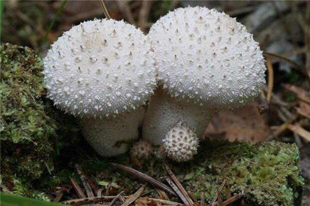 вырасли или выросли грибы