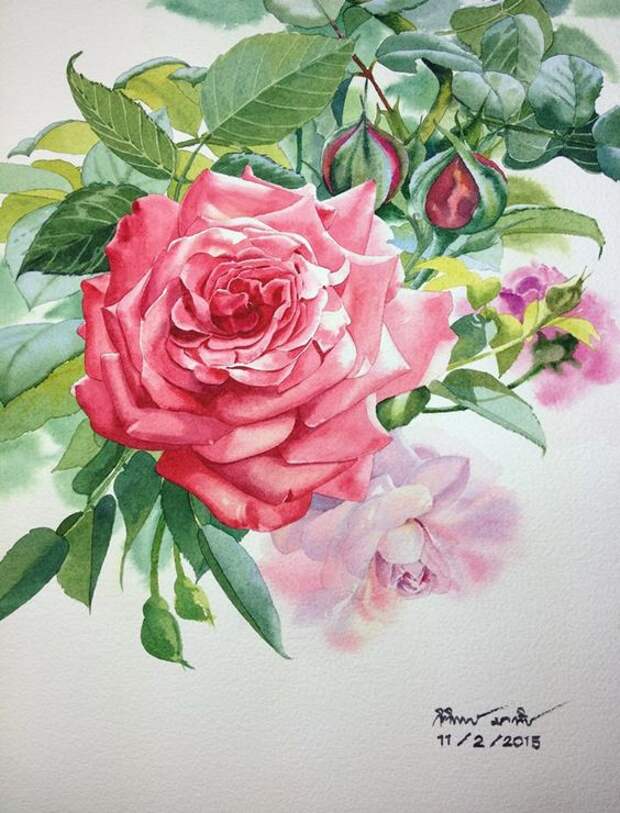 Pink rose Watercolor on paper: