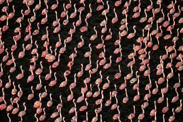 thousandsofflamingo 3 Тысячи розовых фламинго на озере Накуру