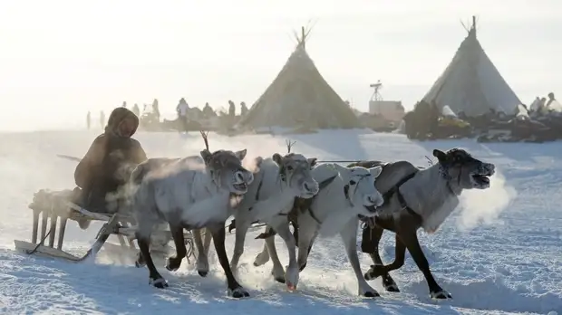 Год экологии объявят в ЯНАО в 2022 году