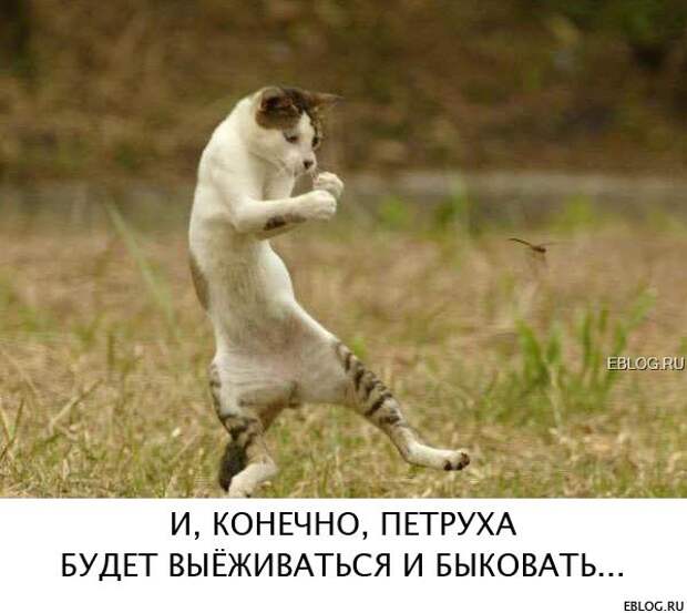 Пятничный позитив! Смотрим, заряжаемся на выходные! 20 прикольных картинок.