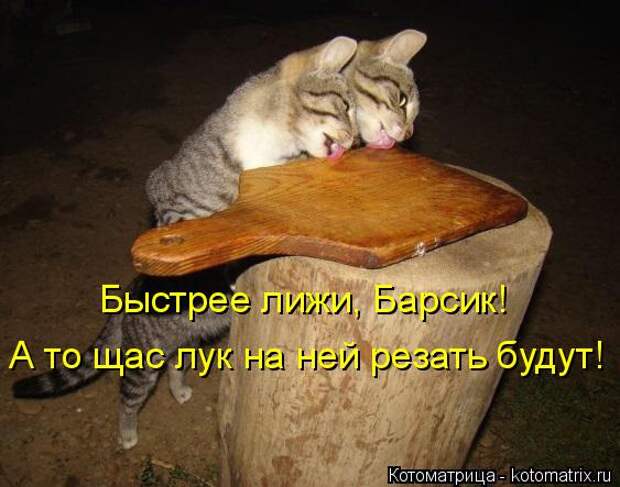 Котоматрица: Быстрее лижи, Барсик! А то щас лук на ней резать будут!