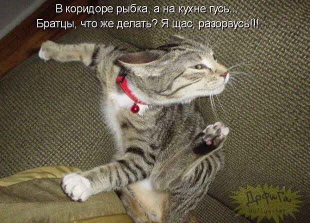 Котоматрицы (50 штук) Котоматрицы (50 штук)