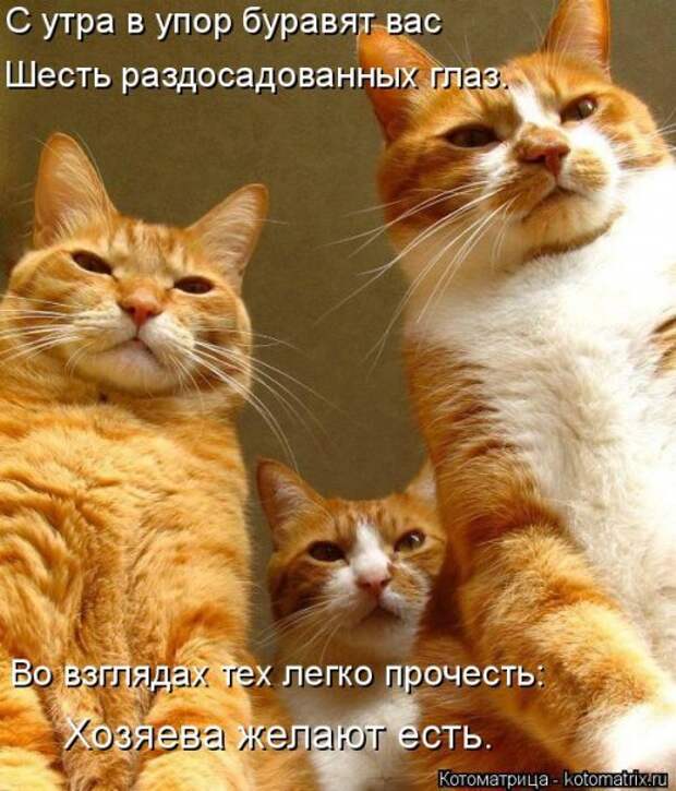 Свежая котоматрица (32 фото)
