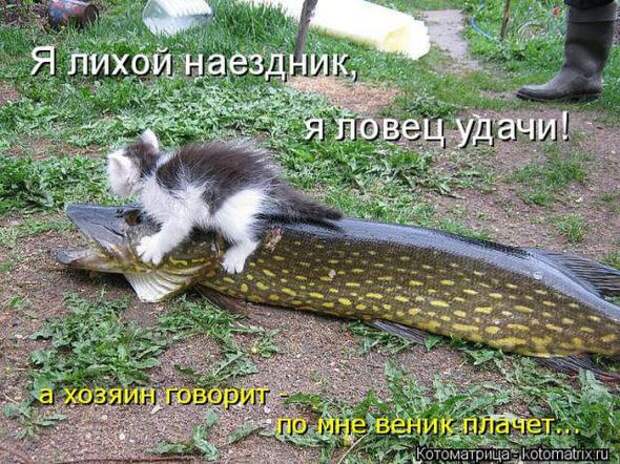 Котоматрицы(картинки с надписями)