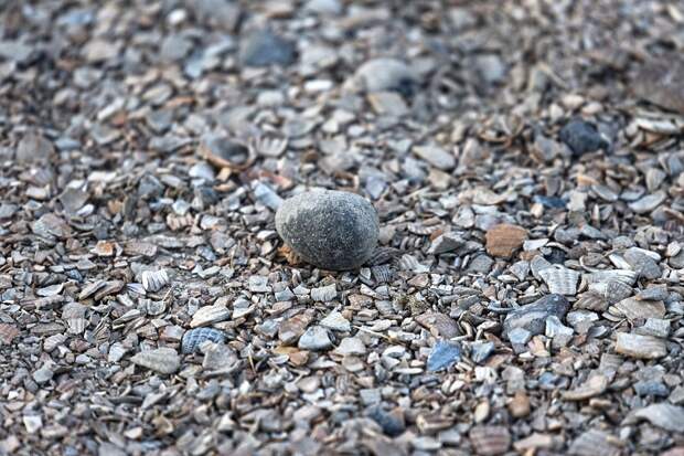 pebble-3538718_1280