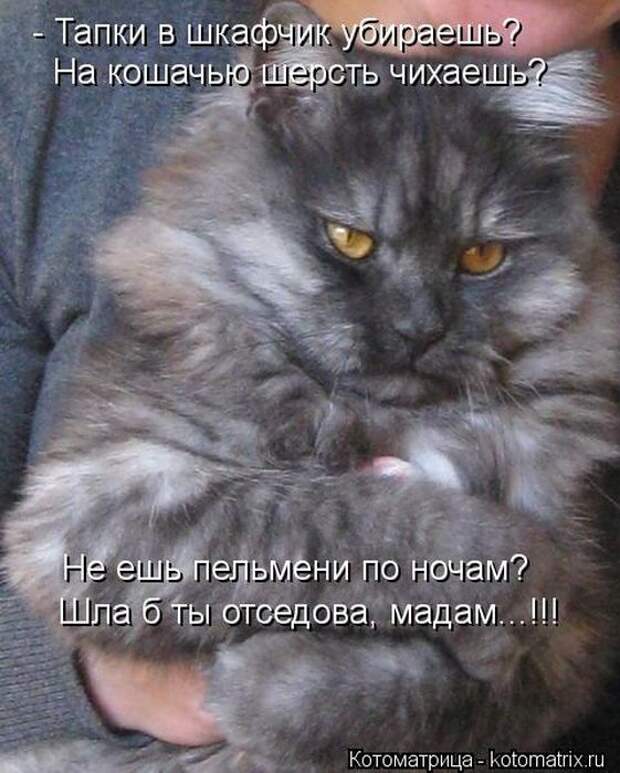 Котоматрицы(картинки с надписями)