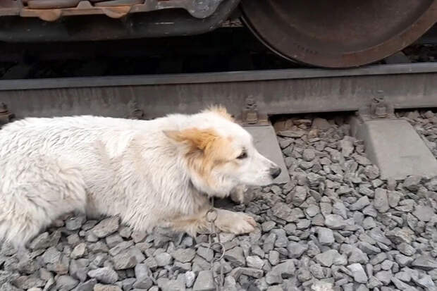 В Свердловской области живодеры приковали собаку цепью к путям