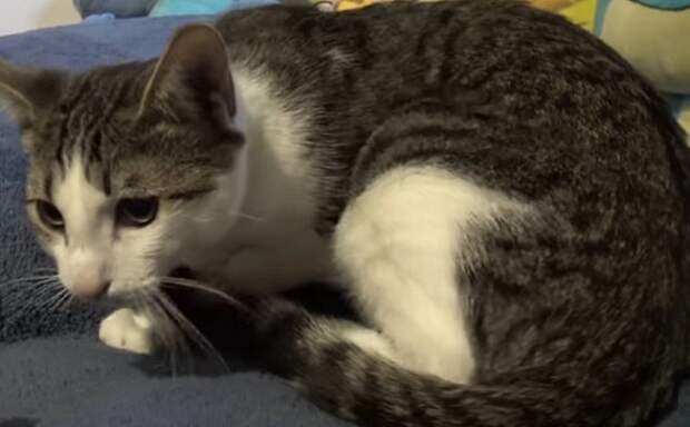 Кот на диване Испуганный котик