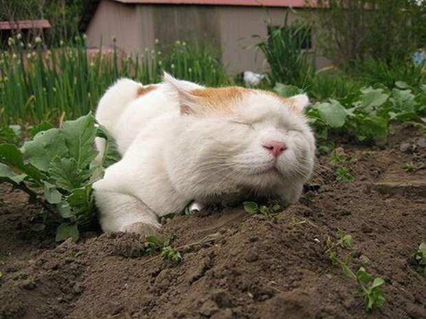 Котик, который очень любит спать котики, соня