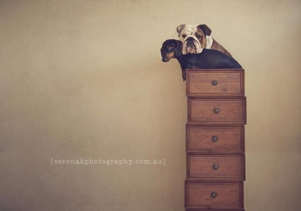 Классные фотографии собак от фотографа Serenah